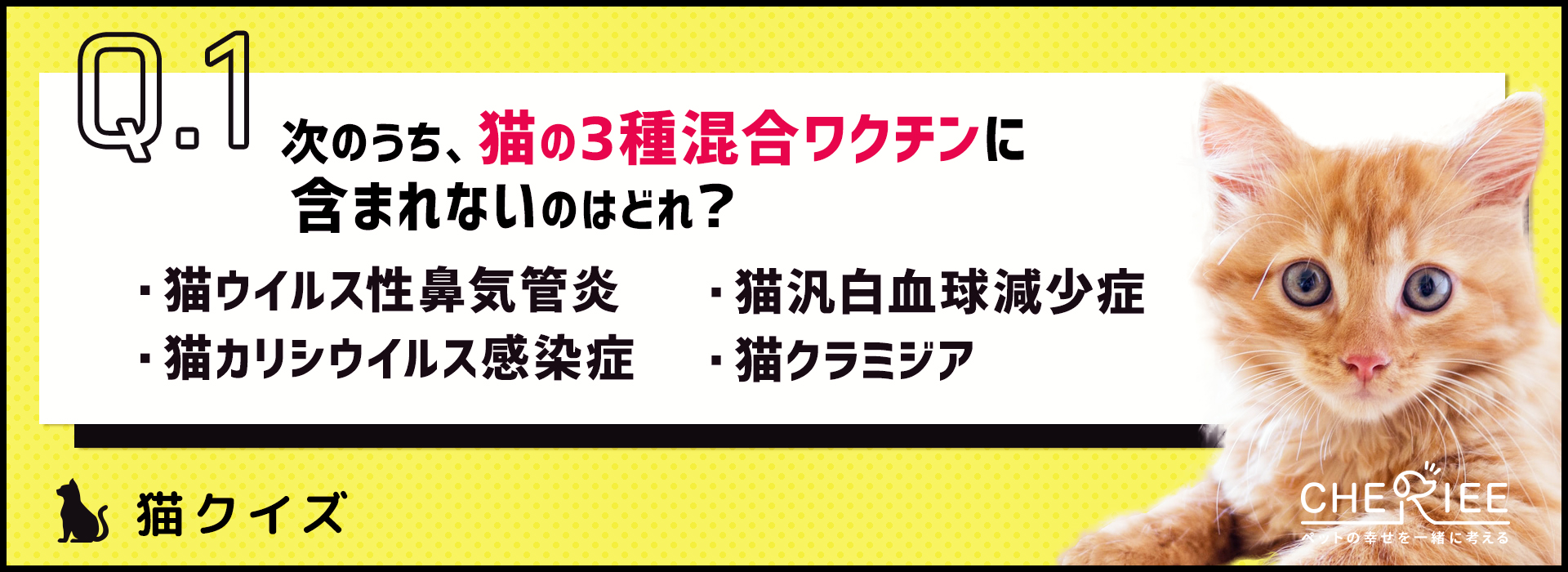 【猫クイズ】猫のワクチンの重要性を再確認しよう！