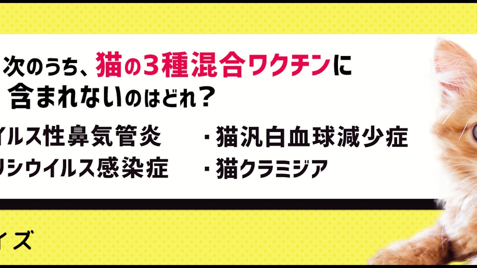 【猫クイズ】猫のワクチンの重要性を再確認しよう!