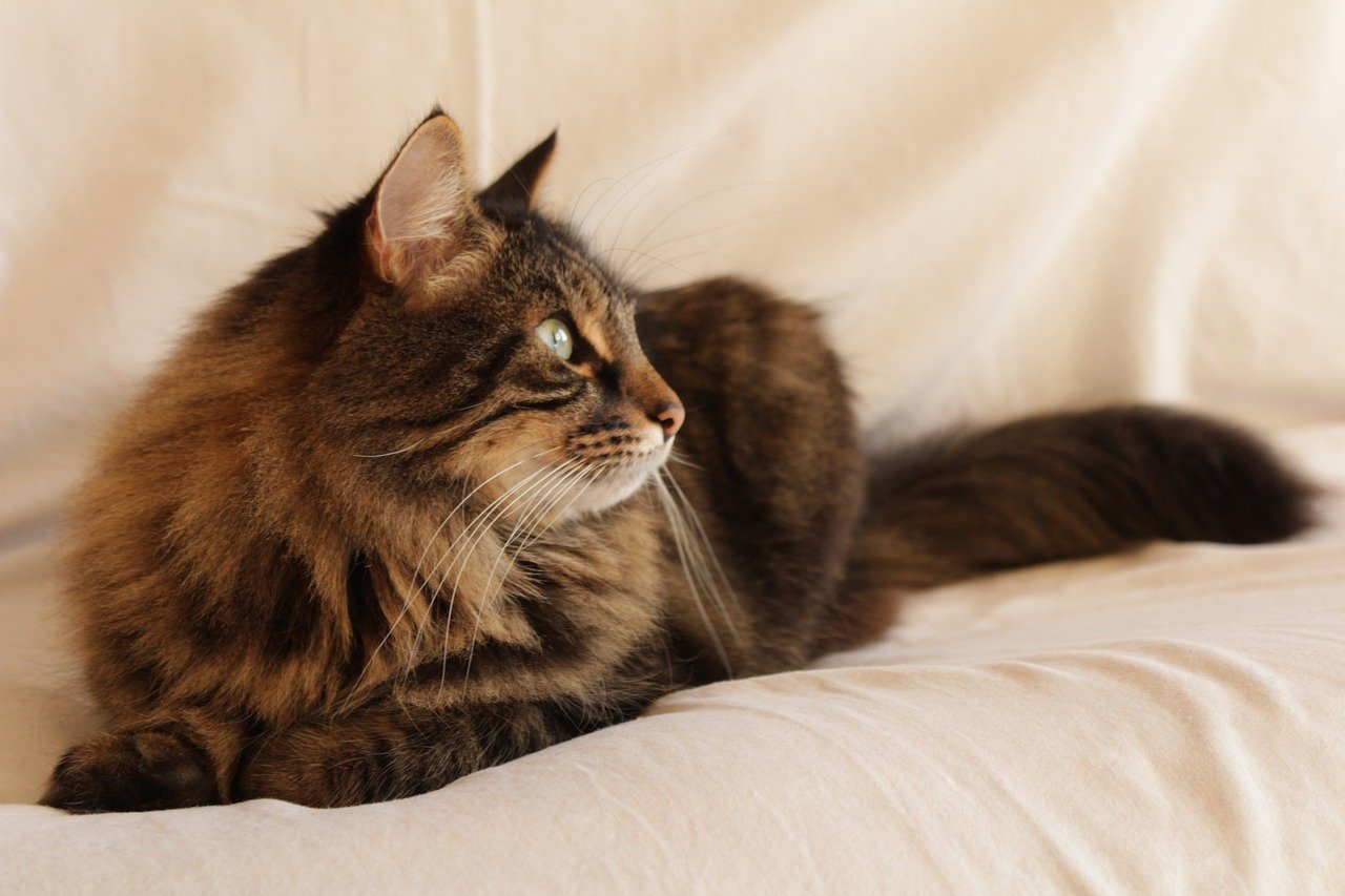 いくつ知っていますか？猫の可愛らしい座り方と寝姿全9選！