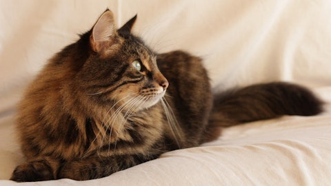 いくつ知っていますか?猫の可愛らしい座り方と寝姿全9選!のアイキャッチ画像