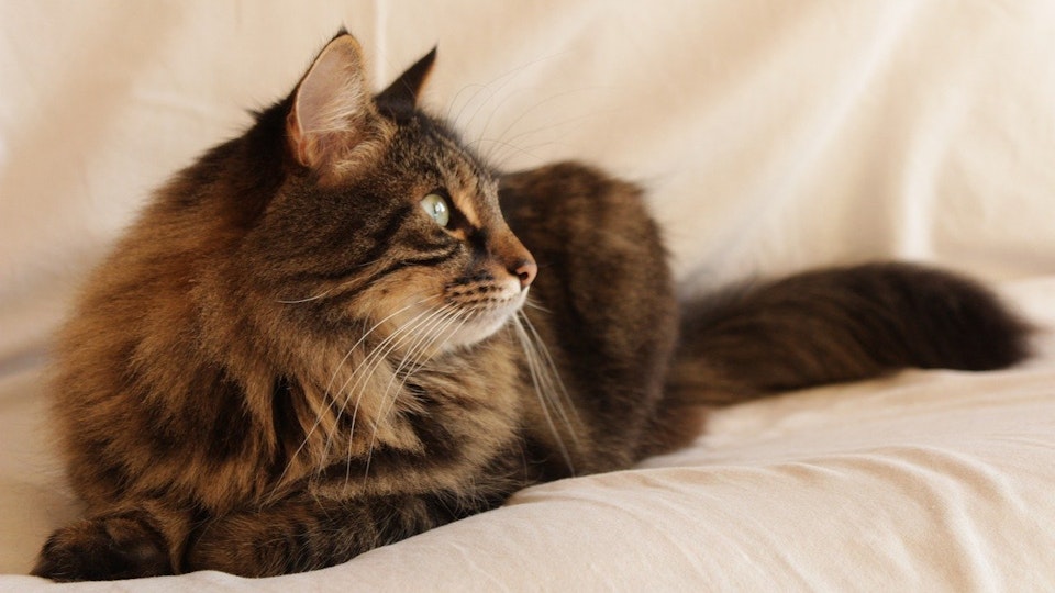 いくつ知っていますか?猫の可愛らしい座り方と寝姿全9選!