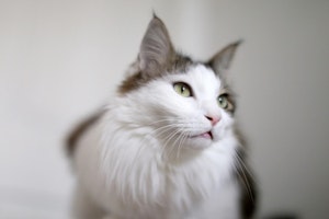 猫,ノルウェージャン・フォレスト・キャット,猫種,図鑑,特徴,性格