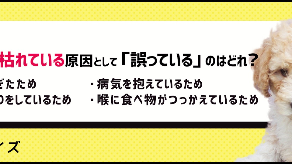【犬クイズ】声が枯れている?考えられる理由と注意したい病気とは