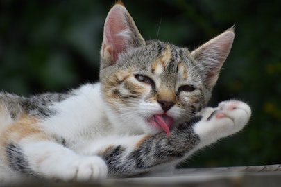 猫が顔を洗うと雨が降るのは本当だった！グルーミングの驚くべき理由のアイキャッチ画像