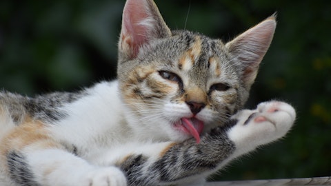 「猫が顔を洗うと雨が降る」は本当?猫がグルーミングする理由とはのアイキャッチ画像