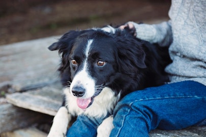 愛犬が外でしかトイレをしない！その問題点とトレーニング方法のアイキャッチ画像