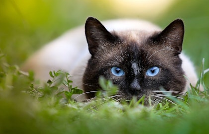 飼い主さん必見！猫がおみやげを持ってくる理由とその対処法のアイキャッチ画像