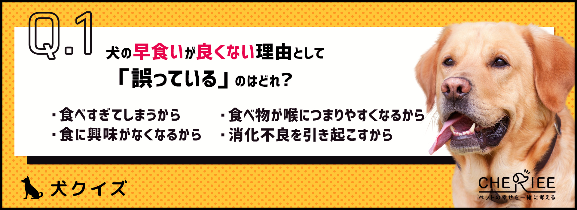 【クイズ】犬の早食いが良くない理由とは。病気を引き起こす可能性も！