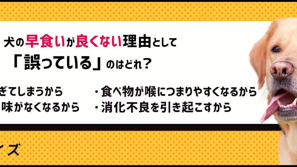 【クイズ】犬の早食いが良くない理由とは。病気を引き起こす可能性も!