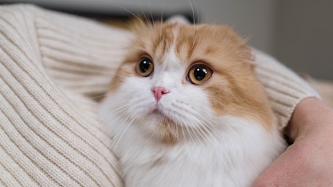 【獣医師監修】スコティッシュフォールドに多い疾患とその対策のアイキャッチ画像