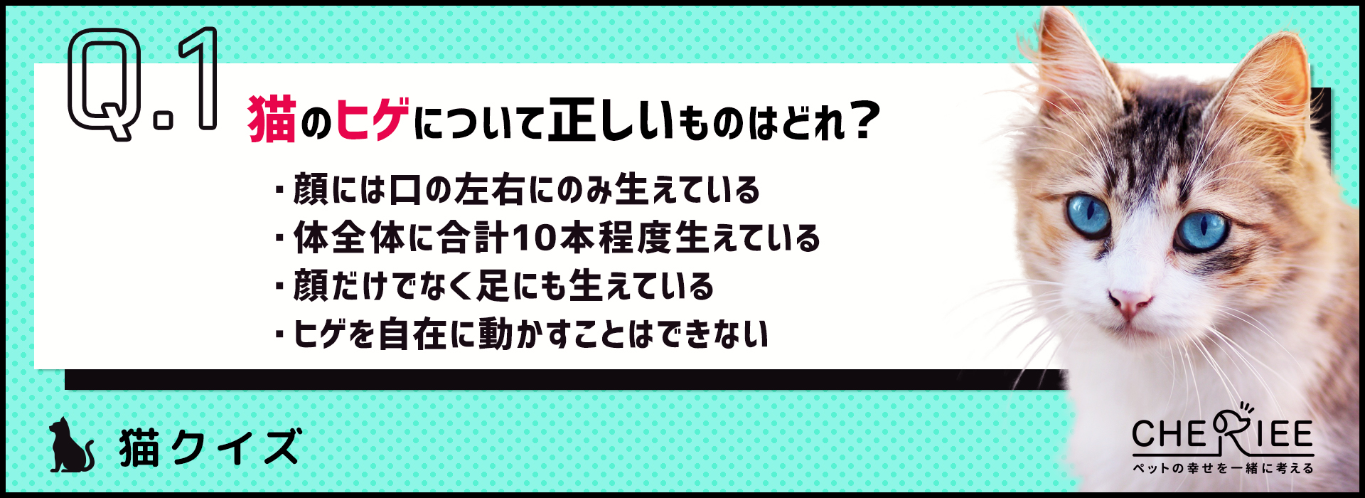【クイズ】切ったり抜いたりしていいの？猫のヒゲの役割とは