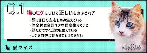 【クイズ】切ったり抜いたりしていいの?猫のヒゲの役割とはのアイキャッチ画像