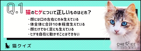 【クイズ】切ったり抜いたりしていいの？猫のヒゲの役割とはのアイキャッチ画像