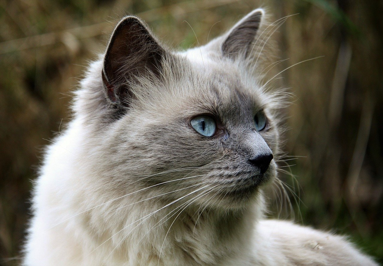 猫の目の色の不思議とは？その秘密を徹底解説！（シェリー）青や黄色 