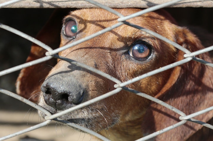 ペット,犬,猫,中国,ネット,通販,宅配,ブラインドボックス,動物愛護