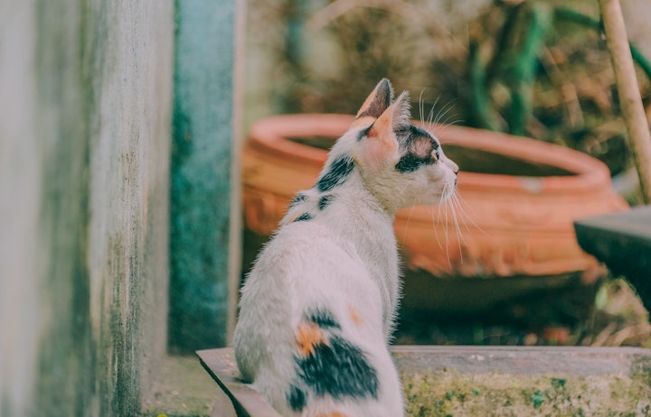 猫,ツンデレ,気分屋,理由,単独行動,時間,季節,発情期,性格