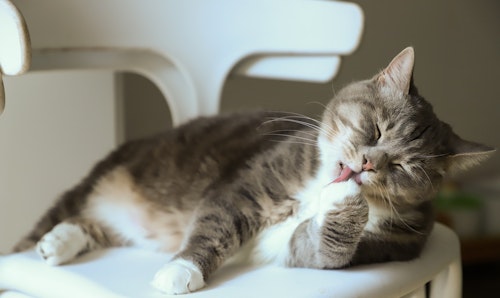 猫 目やにの色で健康チェック 赤褐色 茶色以外なら要注意 シェリー ペットの幸せを一緒に考える 猫 目やにの色で健康チェック 赤褐色 茶色以外なら要注意 シェリー ペットの幸せを一緒に考える