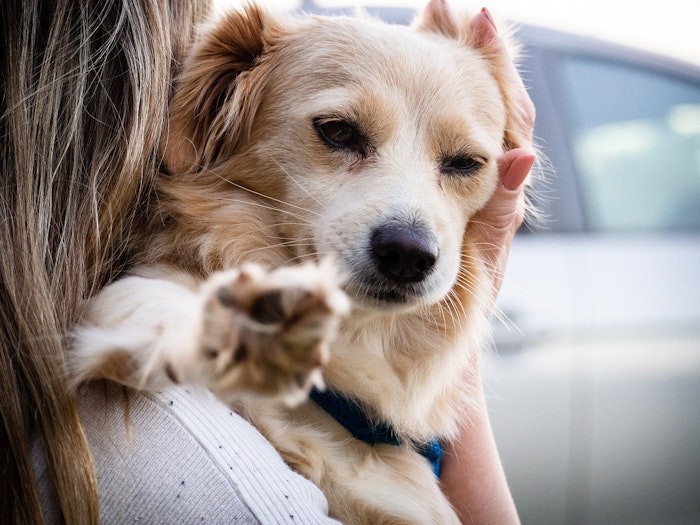 飼い犬と顔や性格が似る理由 実は科学的に証明されていた シェリー ペットの幸せを一緒に考える 飼い犬と顔や性格が似る理由 実は科学的に証明されていた シェリー ペットの幸せを一緒に考える