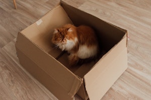 猫が段ボールを好きな4つの理由とは かじってしまう際の対処法も シェリー ペットの幸せを一緒に考える 猫が段ボールを好きな4つの理由とは かじってしまう際の対処法も シェリー ペットの幸せを一緒に考える