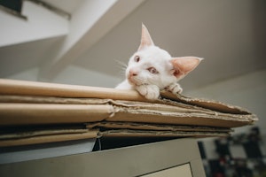 猫が段ボールを好きな4つの理由とは かじってしまう際の対処法も シェリー ペットの幸せを一緒に考える 猫が段ボールを好きな4つの理由とは かじってしまう際の対処法も シェリー ペットの幸せを一緒に考える