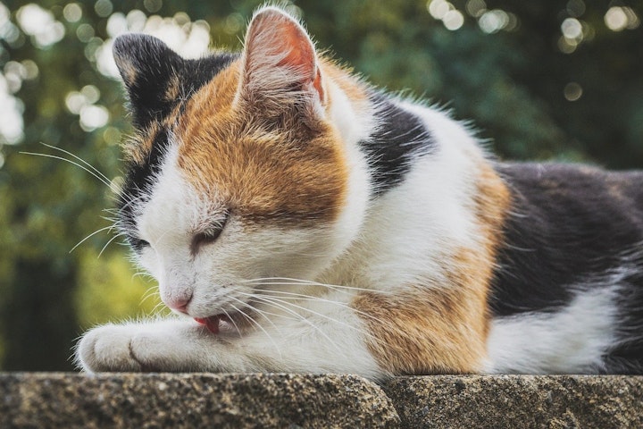 猫,毛繕い,グルーミング,雨,病気,皮膚病,ストレス