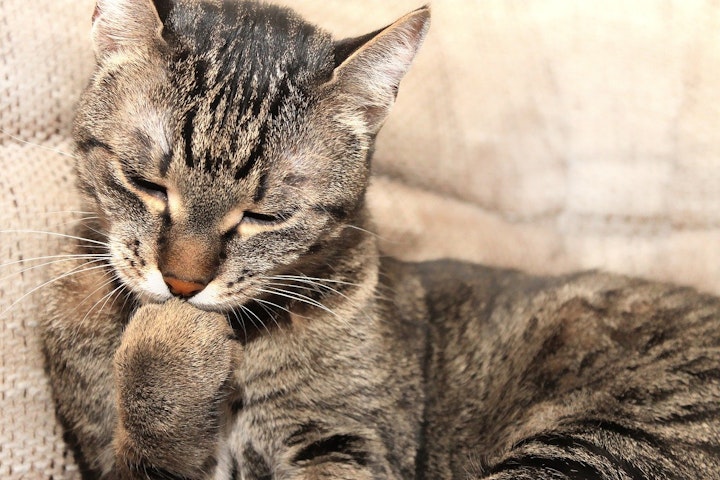 猫,毛繕い,グルーミング,雨,病気,皮膚病,ストレス