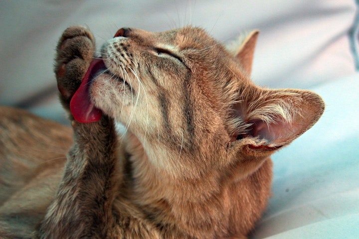 猫,毛繕い,グルーミング,雨,病気,皮膚病,ストレス