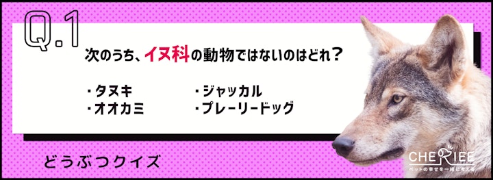 【クイズ】イヌ科、ネコ科、げっ歯類にはどんな動物がいる？のアイキャッチ画像