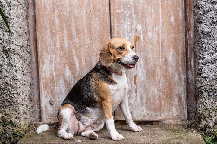 ビーグル,歴史,飼い方,特徴,性格,病気