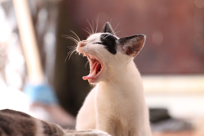 窓の外に向かってカカカと鳴く!猫のクラッキングの意味とは?のアイキャッチ画像