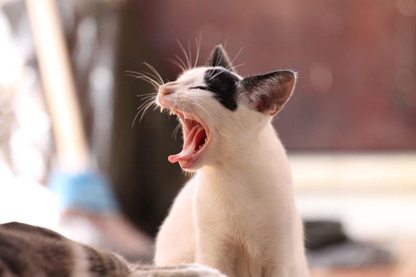 窓の外に向かってカカカと鳴く！猫のクラッキングの意味とは？のアイキャッチ画像