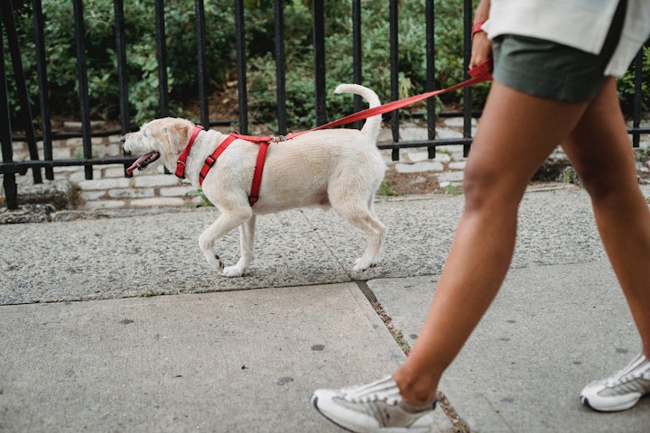 ミミズ,犬,におい,擦り付ける,食べる