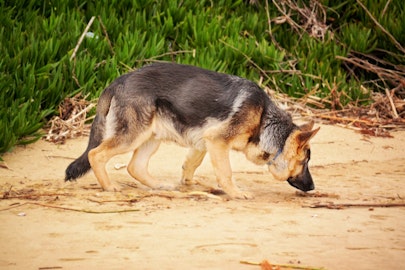 衝撃！犬がミミズに体を擦り付ける・食べる２つの理由と対策のアイキャッチ画像