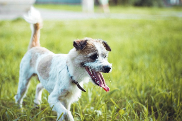 ミミズ,犬,におい,擦り付ける,食べる