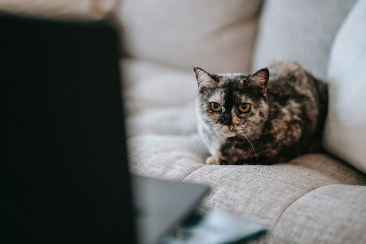 猫がテレビに釘付けになる理由とは？猫の視界の見え方と注意点を解説 - CHERIEE あにまるマガジン