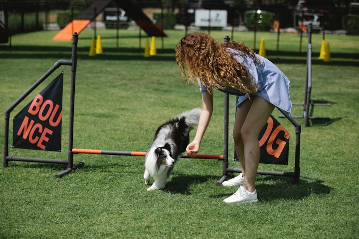 シェットランド・シープドッグ,シェルティ,犬,犬種,飼い方,歴史,性格,特徴