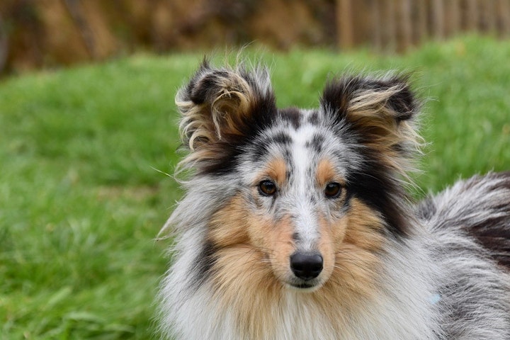 シェットランド・シープドッグ,シェルティ,犬,犬種,飼い方,歴史,性格,特徴