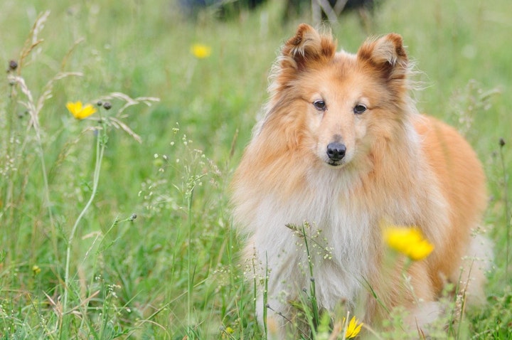 シェットランド・シープドッグ,シェルティ,犬,犬種,飼い方,歴史,性格,特徴