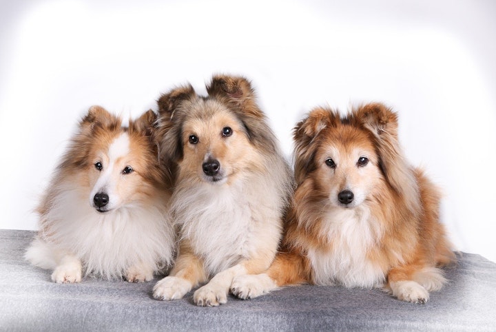 【犬図鑑】シェットランド・シープドッグの歴史、性格、飼い方 - CHERIEE あにまるマガジン