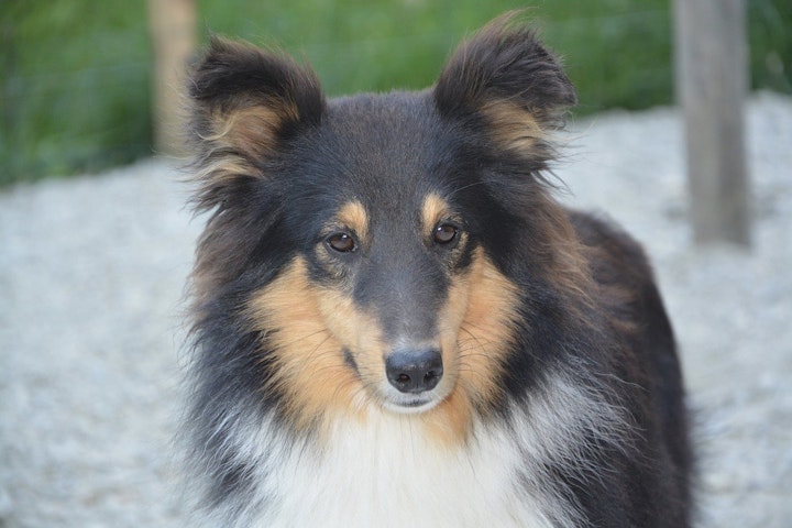 シェットランド・シープドッグ,シェルティ,犬,犬種,飼い方,歴史,性格,特徴