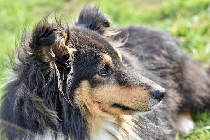 シェットランド・シープドッグ,シェルティ,犬,犬種,飼い方,歴史,性格,特徴