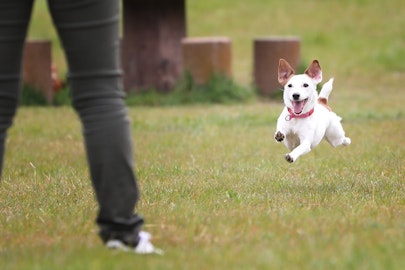 【6/23開催】本当に知ってる？目から鱗の子犬が幸せになる飼い方のアイキャッチ画像