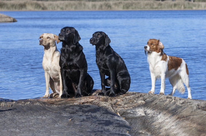 犬,問題行動,本能,幸せ,飼い方,子犬,シェルティ,レトリーバー