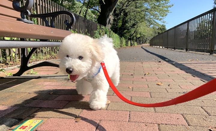 犬,問題行動,本能,幸せ,飼い方,子犬,シェルティ,レトリーバー