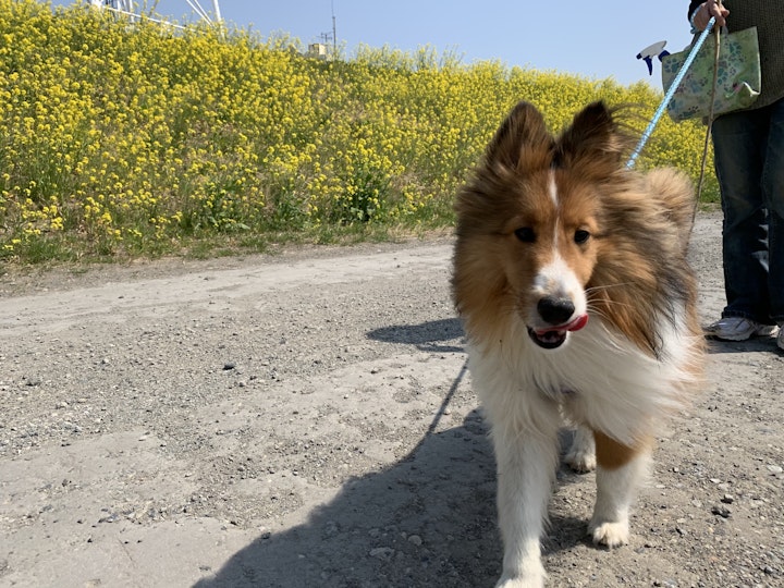 犬,問題行動,本能,幸せ,飼い方,子犬,シェルティ,レトリーバー