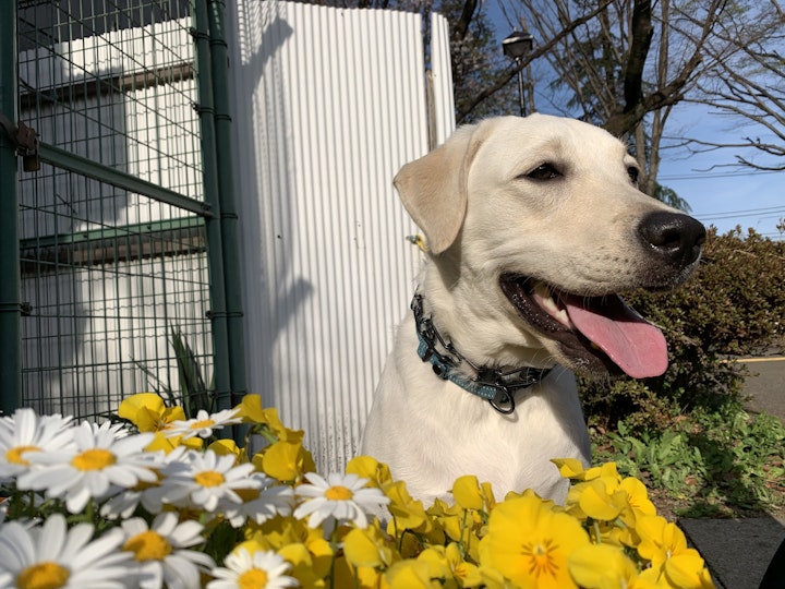 犬,問題行動,本能,幸せ,飼い方,子犬,シェルティ,レトリーバー