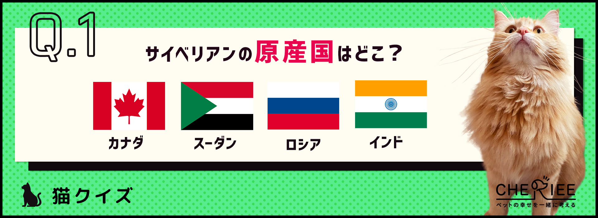 【猫種クイズ】あの大統領も愛したサイベリアンってどんな猫？