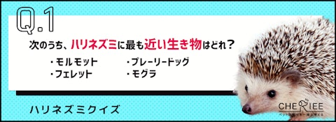 【クイズ】梅雨対策してる？ハリネズミを飼うときに気をつけたいことのアイキャッチ画像