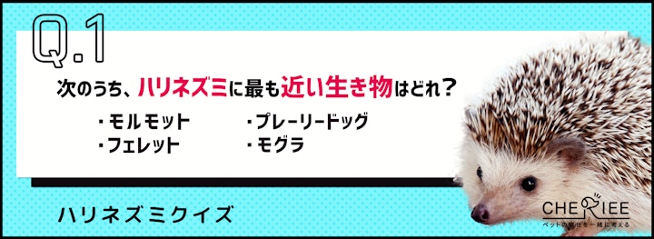 【クイズ】梅雨対策してる？ハリネズミを飼うときに気をつけたいことのアイキャッチ画像