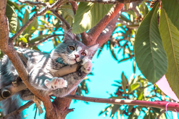 5階から飛び降りても無事だった！？猫が高所を好む理由と注意点のアイキャッチ画像